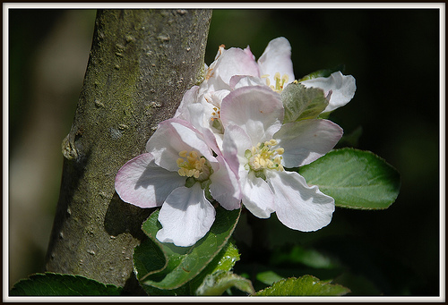 Flor de manzano - Vía flickr fotoblasete